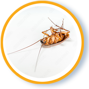 Bugs