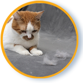 Pet Hair